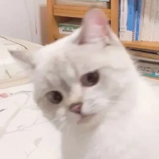 Video sticker 🤨 eyxo4ydrochit :: @fStikBot