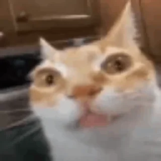 Video sticker 🫠 🖤 @b1ood_moon 🖤 :: @fStikBot