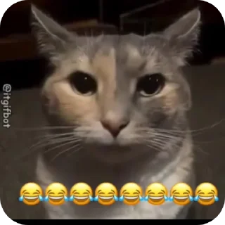 Video sticker 😂 🌌🌀𝒔𝒉𝒂𝒚𝒂𝒏🌀🌌