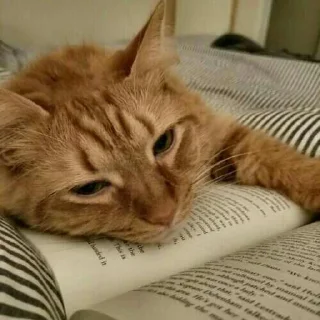 Telegram sticker ✨ @Bloodycatan's Pack 1