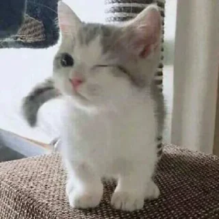 Video sticker ✨ @Bloodycatan's Pack 1