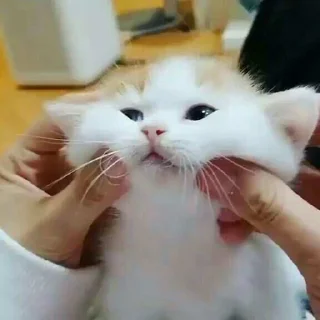 Telegram sticker ✨ @Bloodycatan's Pack 1