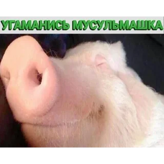 Telegram sticker 🐷 Гойда:: @fStikBot