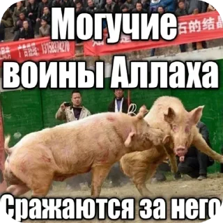 Telegram sticker 🐷 Гойда:: @fStikBot