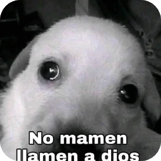 Video sticker 🐶 Hansitoo