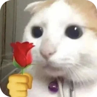 Telegram sticker 🐱 Hansitoo