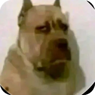 Video sticker 🐶 Hansitoo