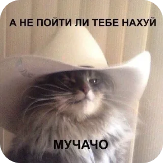 Telegram sticker 🐱 Больше стиков тут: @stikery4