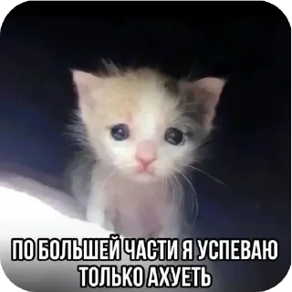 Telegram sticker 🐱 Больше стиков тут: @stikery4