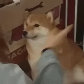 Video sticker 🐶 𝗦𝘂ō's Video-Pack