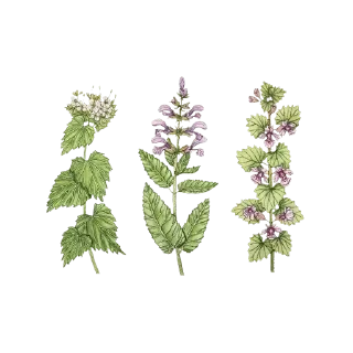 Телеграм стикер 🤎 @nice_stuff_4u  Flowers — @stckrRobot