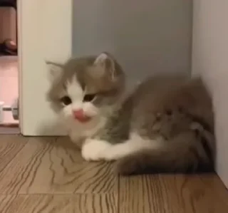 Video sticker 🌟 коtы :: @fStikBot