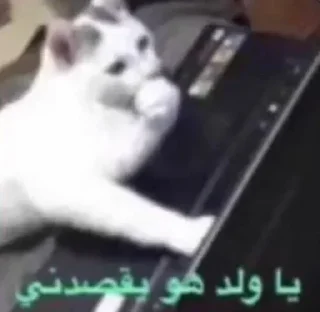 Video sticker 🍕 @NJ1JJ | @al90l