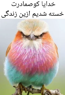 Telegram sticker 😡 کوصمادرت خدای نامتعال