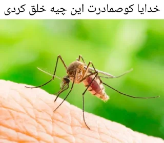 Telegram sticker 🦟 کوصمادرت خدای نامتعال