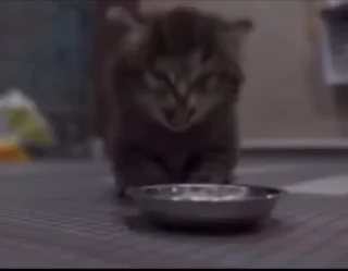 Video sticker 🤢 Все стикеры тг кликай и бери 👉 @stiki_tg_nah_canal