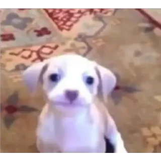 Video sticker 🙃 Franco's dick @Nico1802x