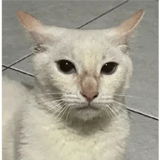 Telegram sticker 😒 Franco's dick @Nico1802x