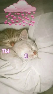 Video sticker 🥰 Больше стиков тут: @archstick
