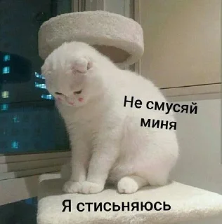Video sticker 🙈 Больше стиков тут: @archstick