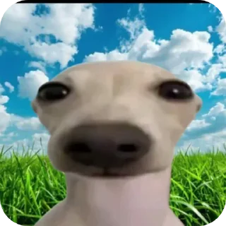 Телеграм стикер 🐶 сын
