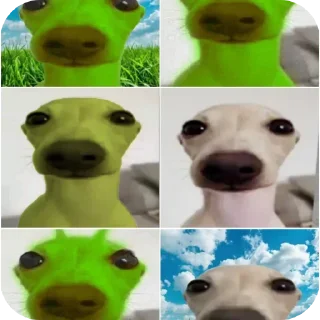 Video sticker 🐶 сын