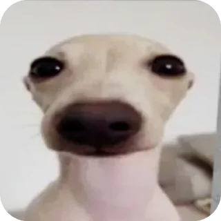 Video sticker 👍 сын