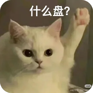 Video sticker 🫥 A组专用