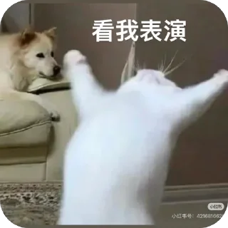 Telegram sticker 🫥 A组专用