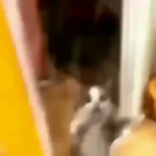 Video sticker 🌟 Коты япии!!