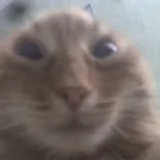Video sticker 🌟 Коты япии!!