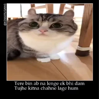 Video sticker 🤔 Gulu gulu pack