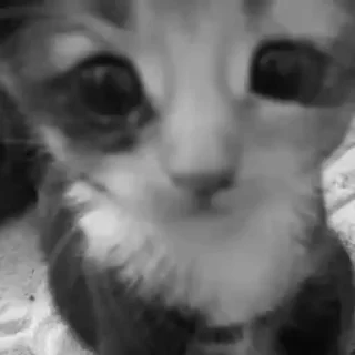 Video sticker 🌟 meoww @swshady ➡️ @Ctikerubot