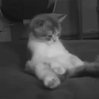 Video sticker 🌟 meoww @swshady ➡️ @Ctikerubot