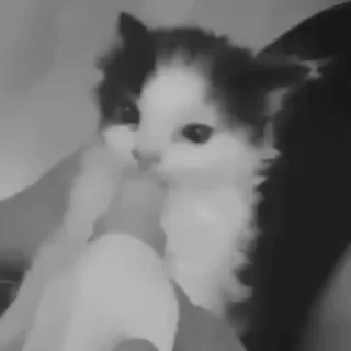 Video sticker 🌟 meoww @swshady ➡️ @Ctikerubot