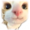 Video sticker 😺 Набор 2 @pros...