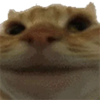 Video sticker ❌ Котэки