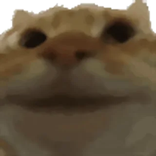 Video sticker ✅ Котэки