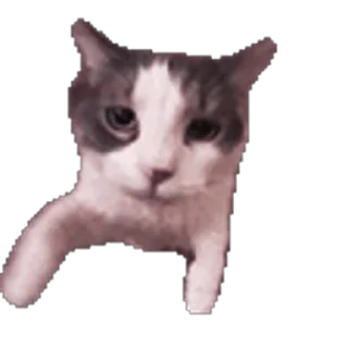 Video sticker 😽 Котэки