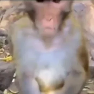 Video sticker 🐵 [𝐑𝐆𝟒] • $~ 𝘔𝘢𝘳𝘤𝘰𝘴 𝗔𝗥𝗚𝗢 [ ꑭ ] [ֆʟօֆ†]'s video pack (@darkakamibot