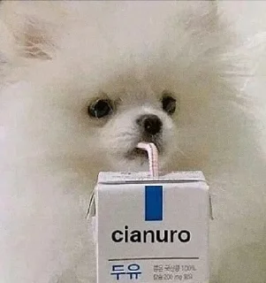 Video sticker 😐 ah shit, here we go again! @akiiyu