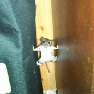 Sticker 🐭 ah shit, here we go again! @akiiyu