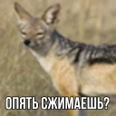 Video sticker 😁 ебучий шакал