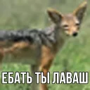 Video sticker 😐 ебучий шакал