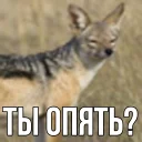 Video sticker 😑 ебучий шакал