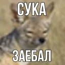 Telegram sticker 😁 ебучий шакал