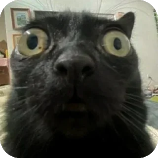 Sticker 😦 Blackie