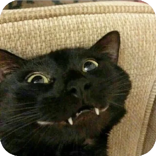 Telegram stiker 😁 Blackie