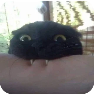 Video sticker 😾 Blackie