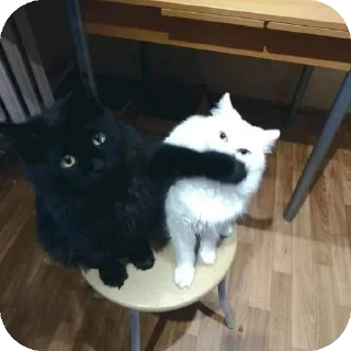 Video sticker 🤫 Blackie